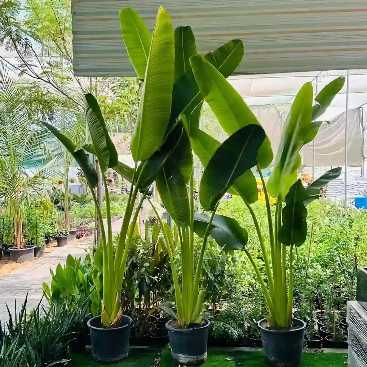 Traveller Palm Plant